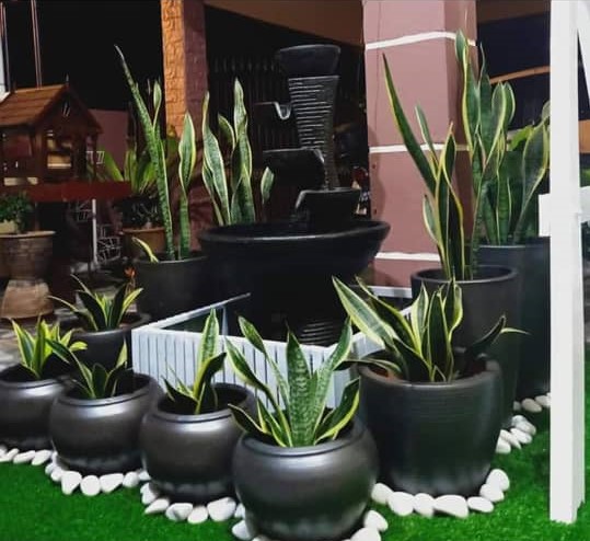 pokok viral
