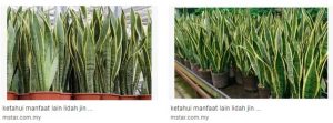pokok viral3